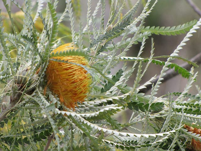 Telopea truncata