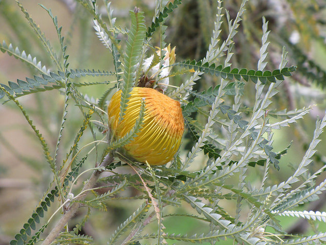 Telopea truncata