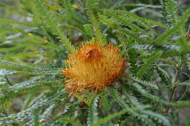 Telopea truncata