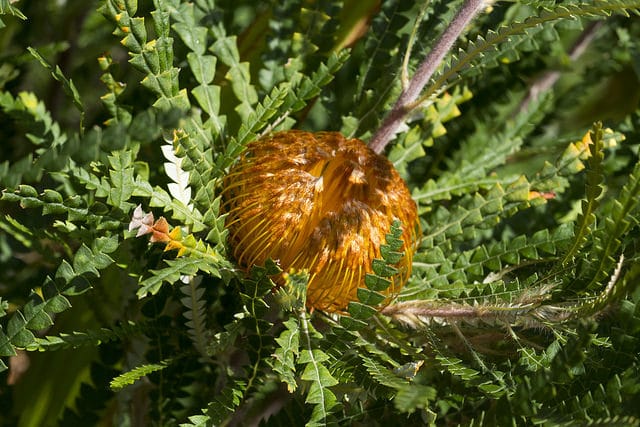 Telopea truncata