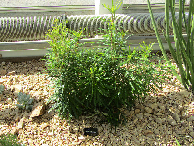 Telopea truncata (Dryandra formosa)