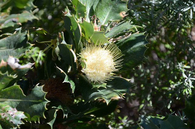 Banksia sessilis