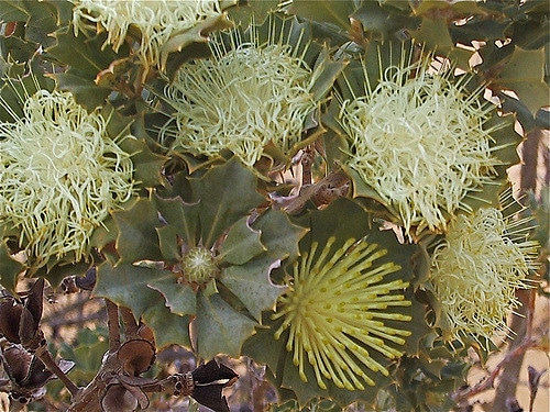 Banksia sessilis