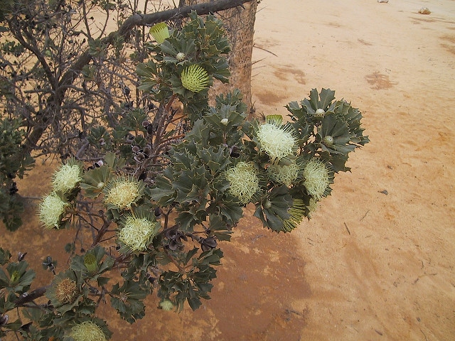 Banksia sessilis
