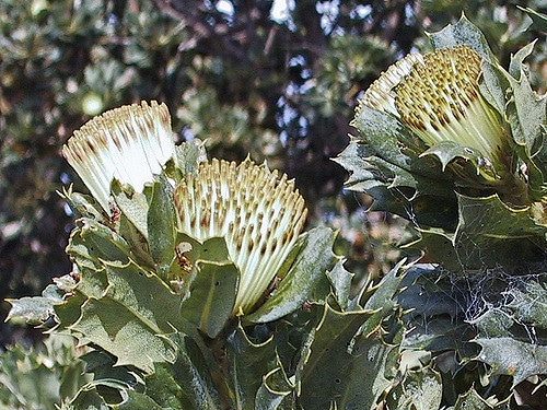 Banksia sessilis