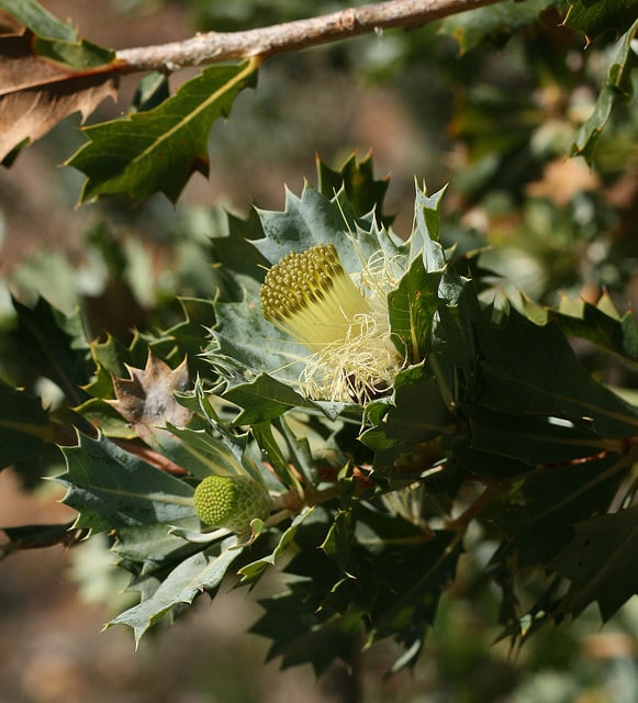 Banksia sessilis