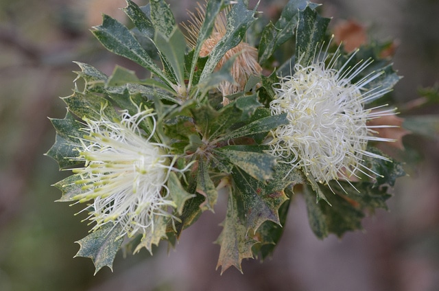 Banksia sessilis (Dryandra sessilis)