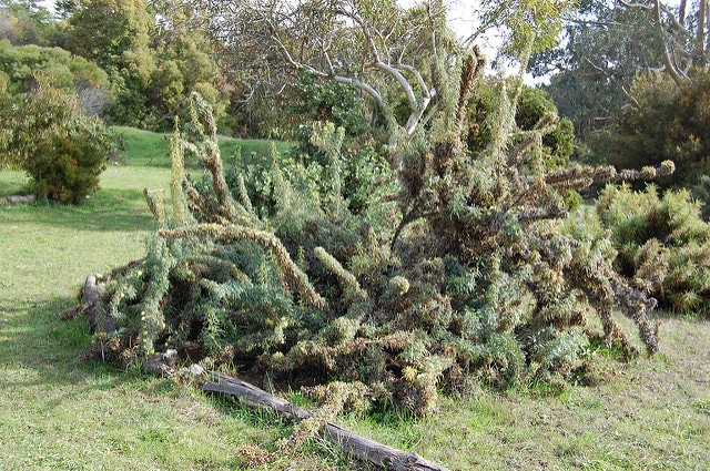 Banksia squarrosa