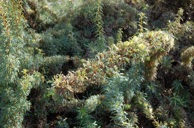 Banksia squarrosa (Dryandra squarrosa)