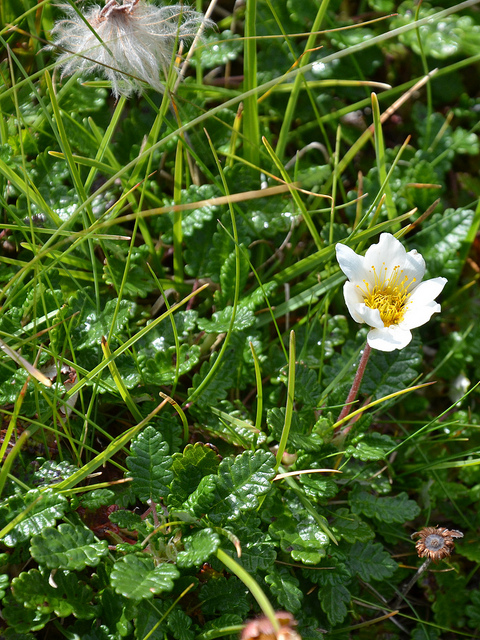 Dryade à huit pétales (Dryas octopetala)