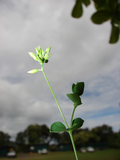 Drymaria cordata