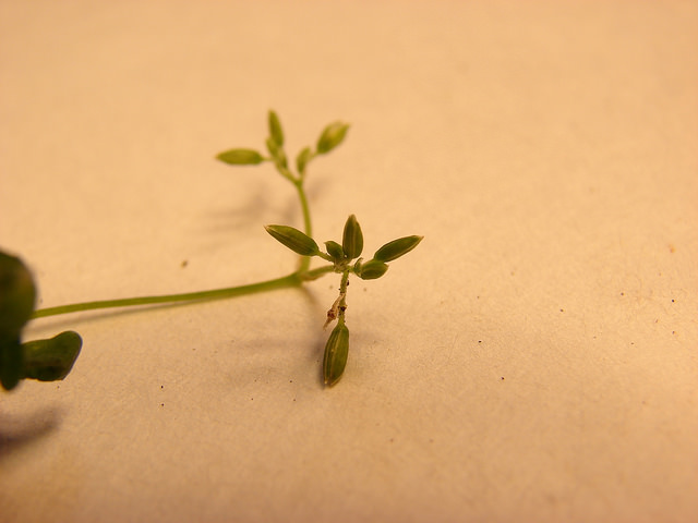 Drymaria cordata
