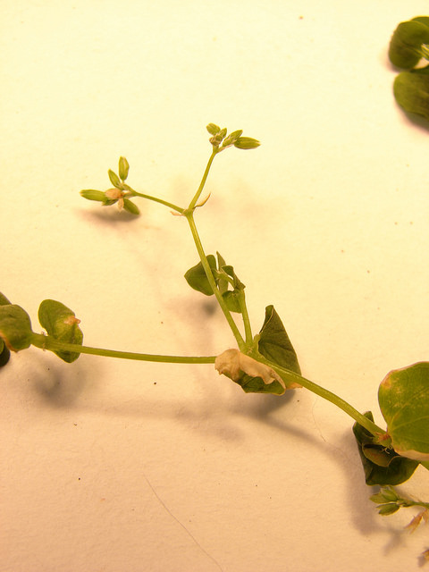Drymaria cordata