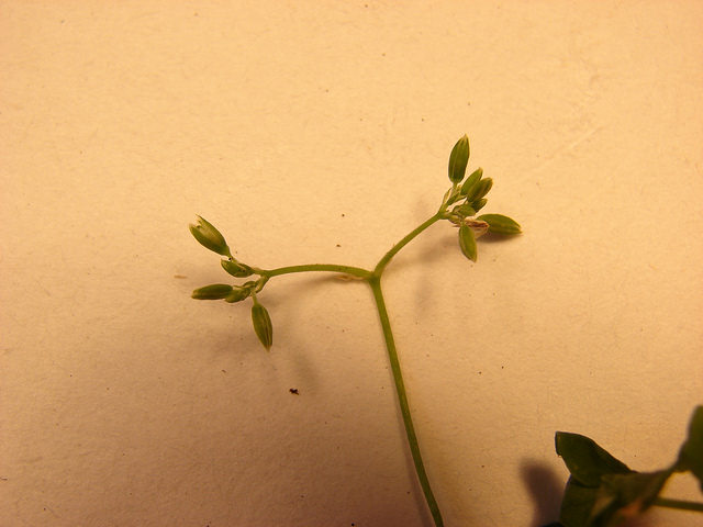 Drymaria cordata