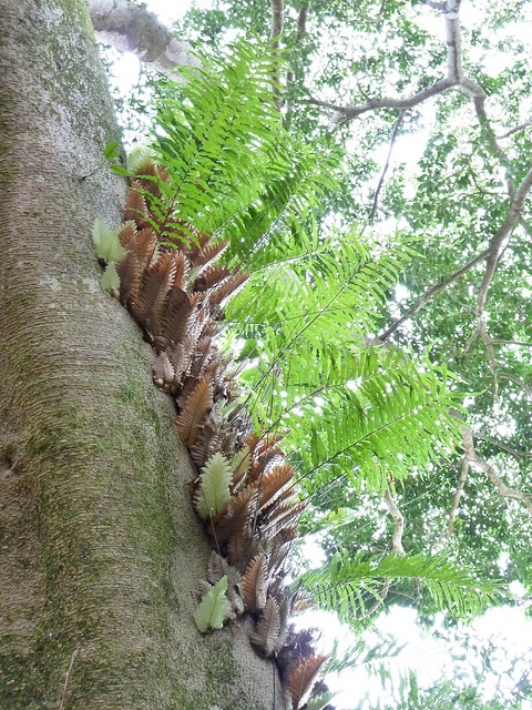 Drynaria rigidula (Drynaria rigidula)