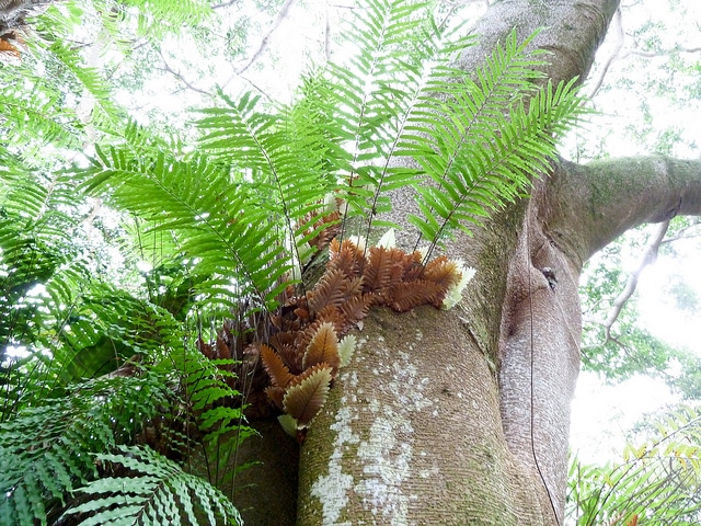 Drynaria rigidula