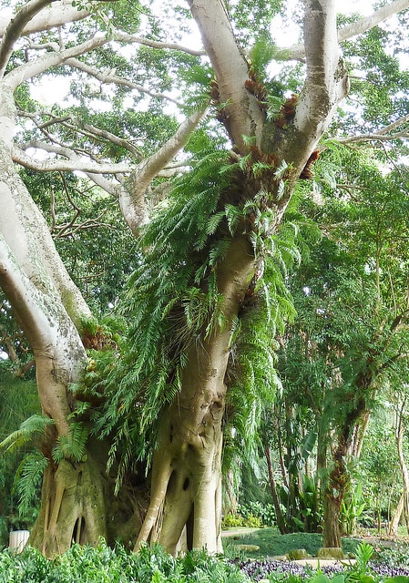 Drynaria rigidula
