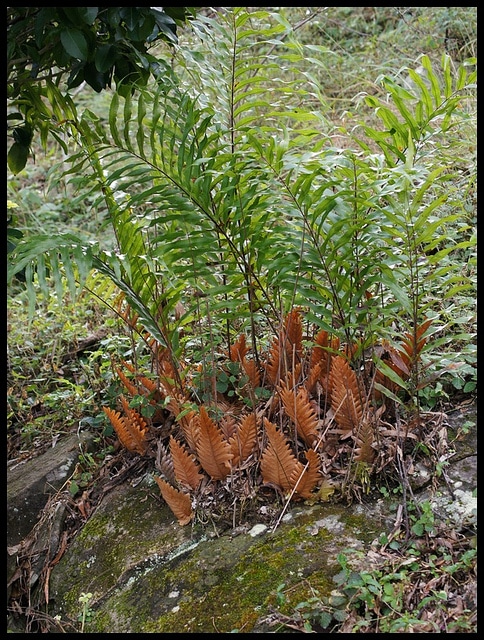 Drynaria rigidula