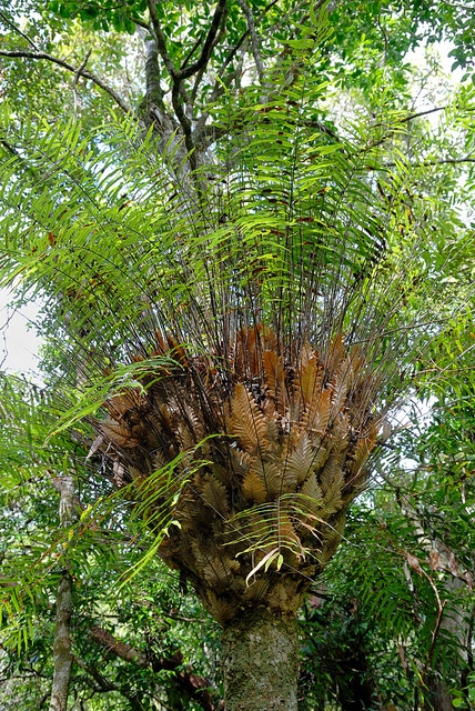 Drynaria rigidula