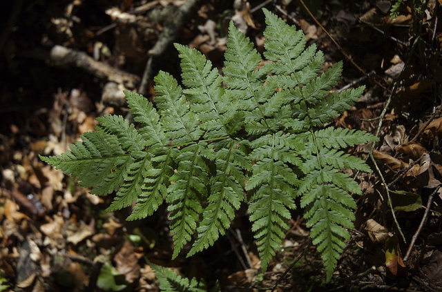 Dryoptère (Dryopteris aemula)