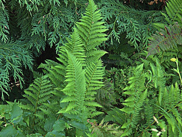 Dryopteris arguta
