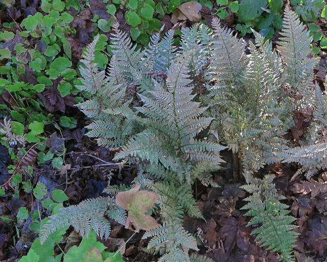 Dryopteris arguta