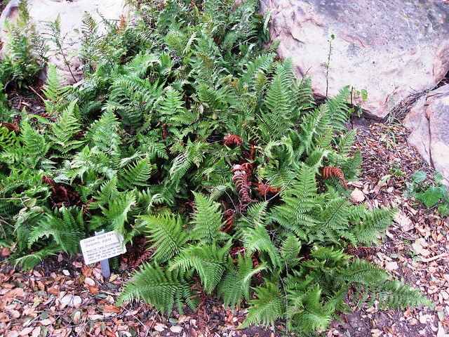 Dryopteris arguta