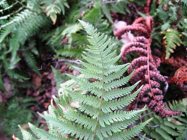 Dryopteris arguta