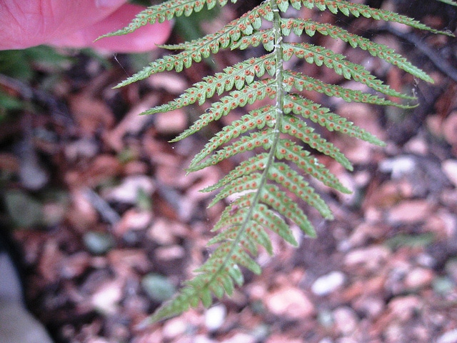 Dryopteris arguta (Dryopteris arguta)