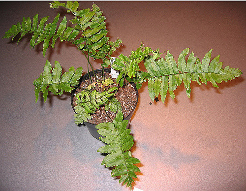 Dryopteris atrata (Dryopteris atrata)