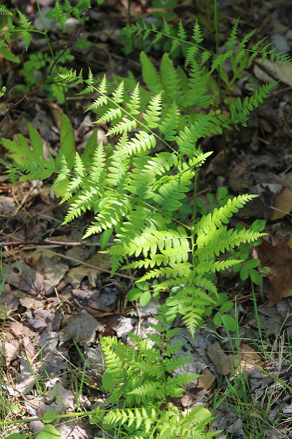 Dryoptéris de chartreuse (Dryopteris carthusiana)