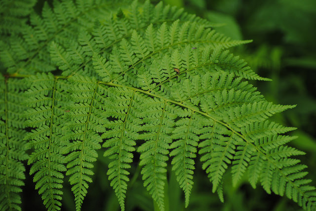Dryoptéris de chartreuse