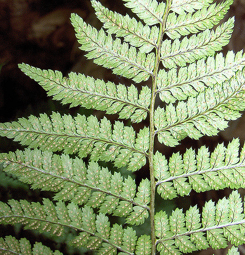 Dryoptéris de chartreuse