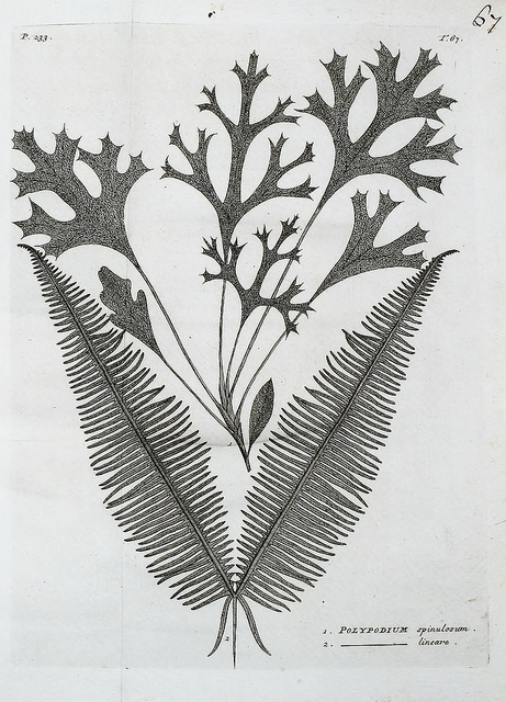 Dryoptéris de chartreuse