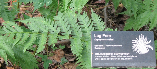 Dryopteris celsa (Dryopteris celsa)