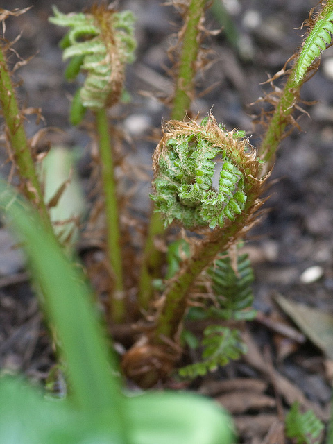 Dryopteris crassirhizoma (Dryopteris crassirhizoma)