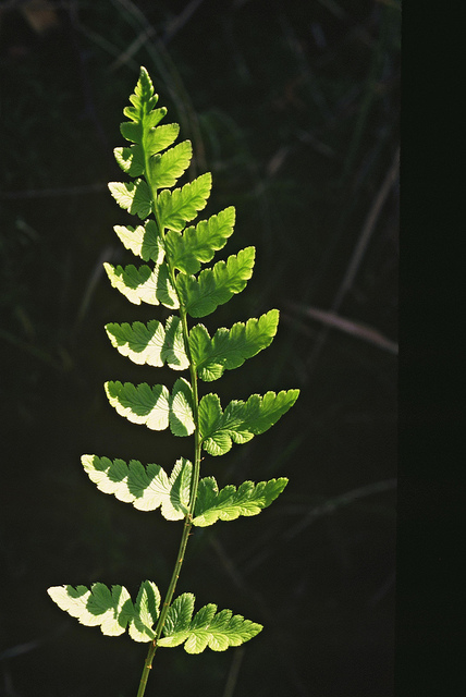 Dryoptéris à crêtes