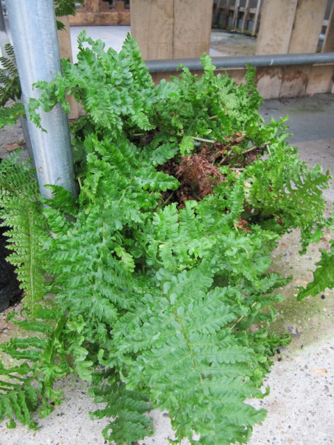 Dryoptéris à crêtes