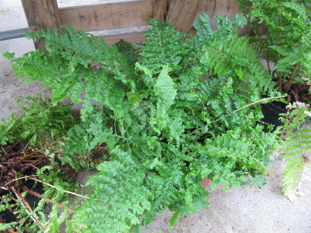 Dryoptéris à crêtes