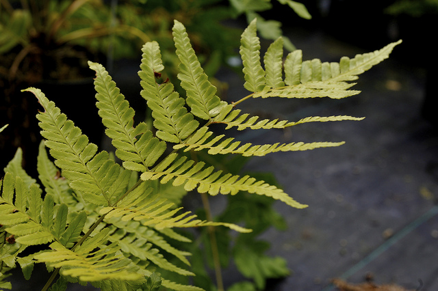 Dryopteris erythrosora (Dryopteris erythrosora)