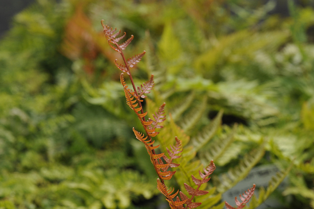 Dryopteris erythrosora