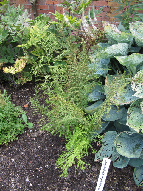 Dryopteris erythrosora