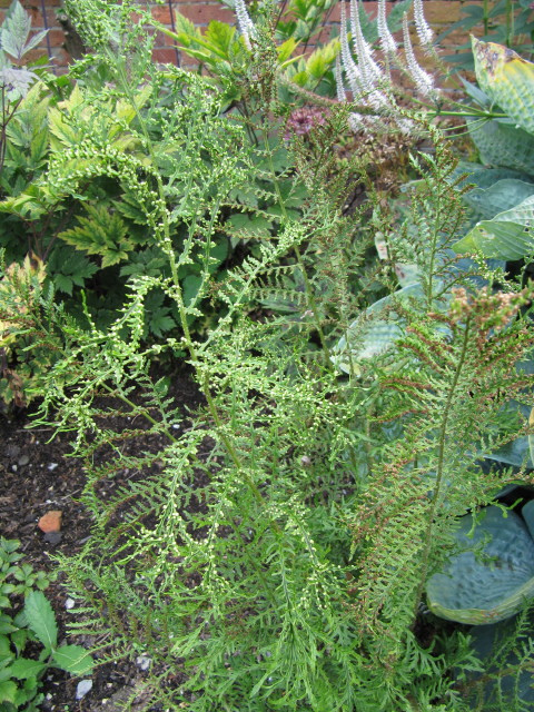 Dryopteris erythrosora