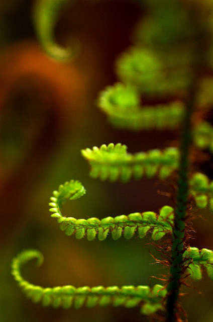 Dryopteris erythrosora