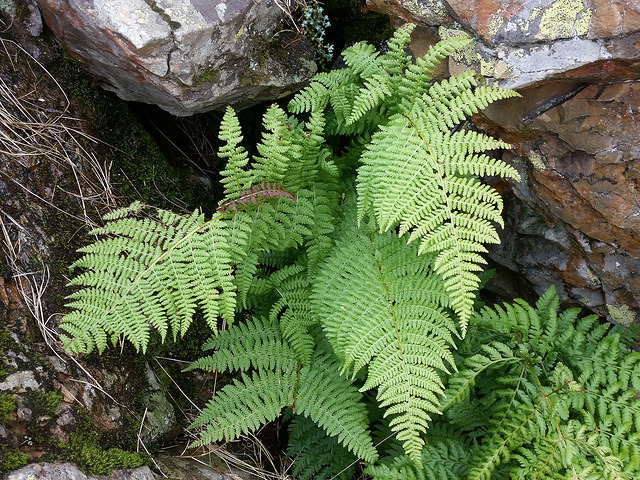 Dryoptéris élargi (Dryopteris expansa)