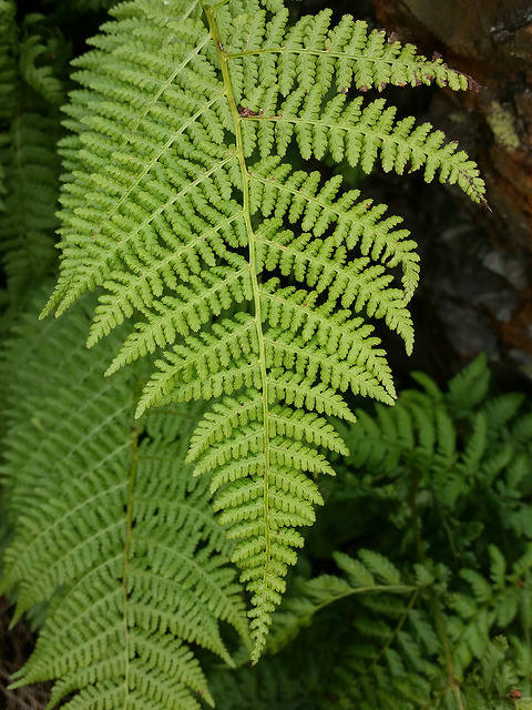 Dryoptéris élargi