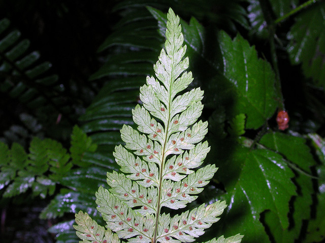 Dryoptéris élargi