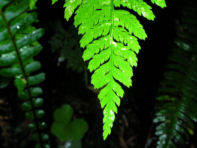 Dryoptéris élargi