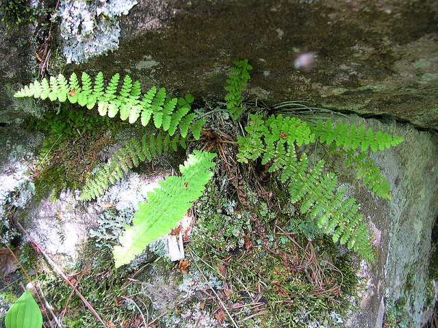 Dryopteris fragrans (Dryopteris fragrans)
