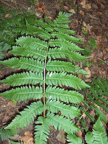 Dryoptéris géant (Dryopteris goldiana)